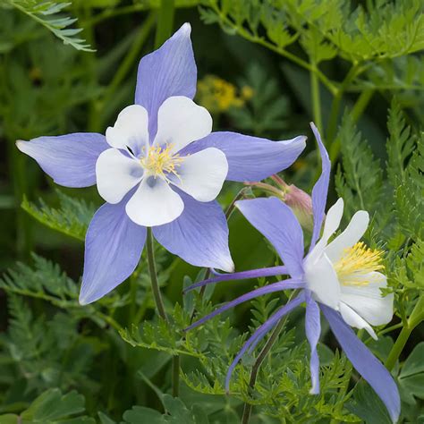 Aquilegia caerulea (Rocky Mountain Columbine)